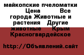  майкопские пчеломатки F-1  › Цена ­ 800 - Все города Животные и растения » Другие животные   . Крым,Красногвардейское